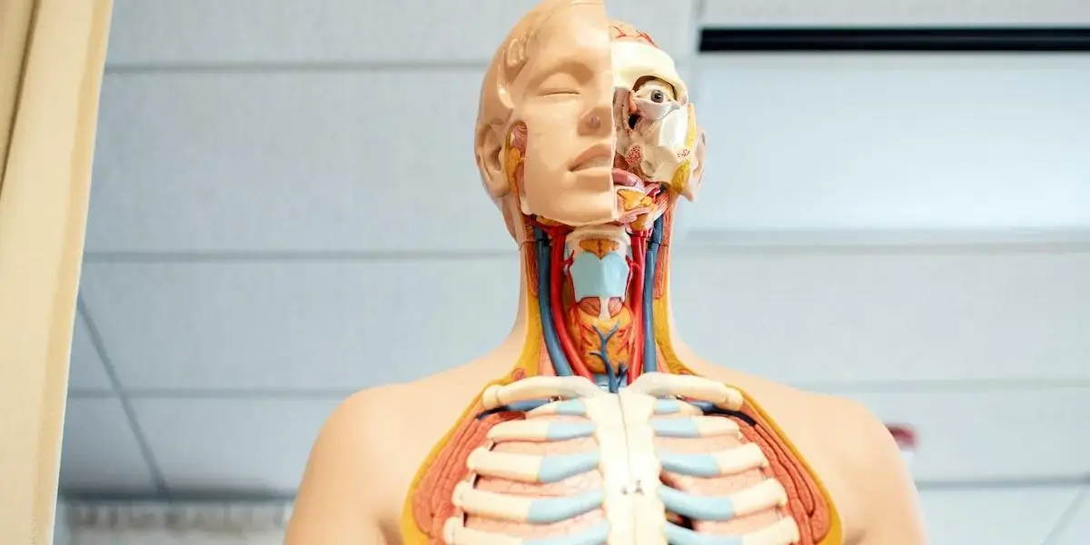 Fatores de risco para o desenvolvimento da osteoporose