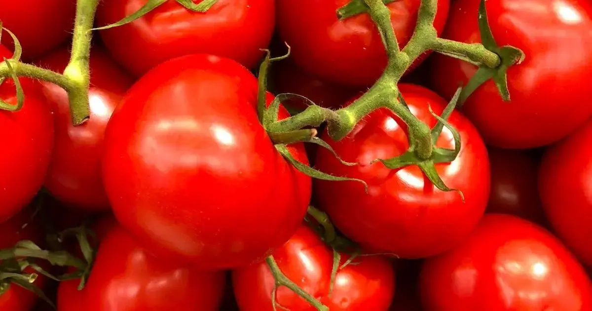 Alimentos recomendados na dieta vegetariana