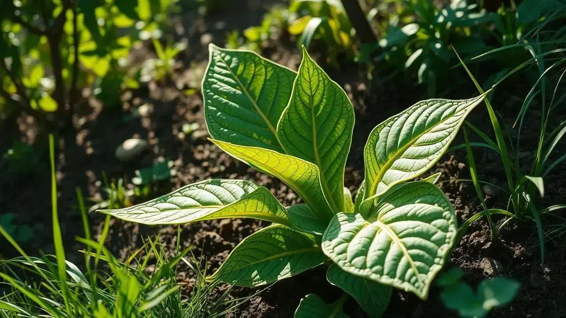 Buchinha-do-norte: Riscos e Benefícios dessa Planta Nativa