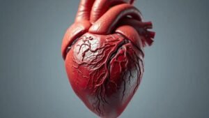 Como o coração funciona: entenda a importância da saúde cardiovascular