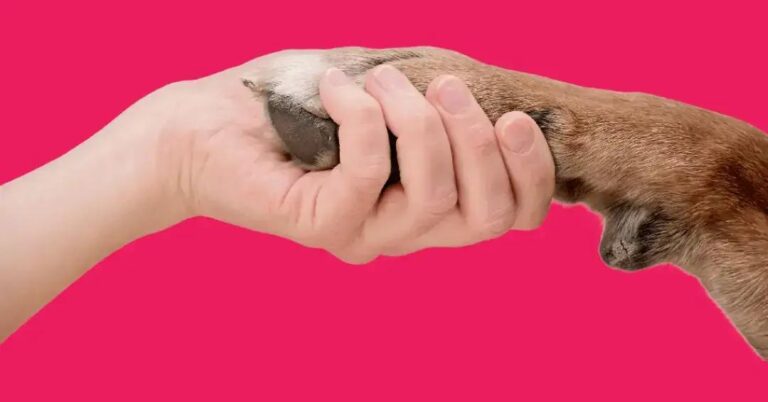 Adoção de Pets: Benefícios, Desafios e Apoio ao Tutor 1 Adoção no Brasil: Preferência por Resgatar ao Invés de Comprar