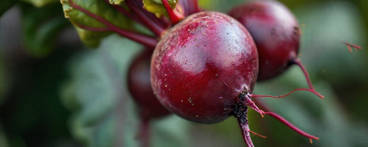 Nutricionista alerta sobre riscos de intoxicação alimentar após preparo inadequado de beterraba 1 Nutricionista alerta sobre riscos de intoxicação alimentar após preparo inadequado de beterraba