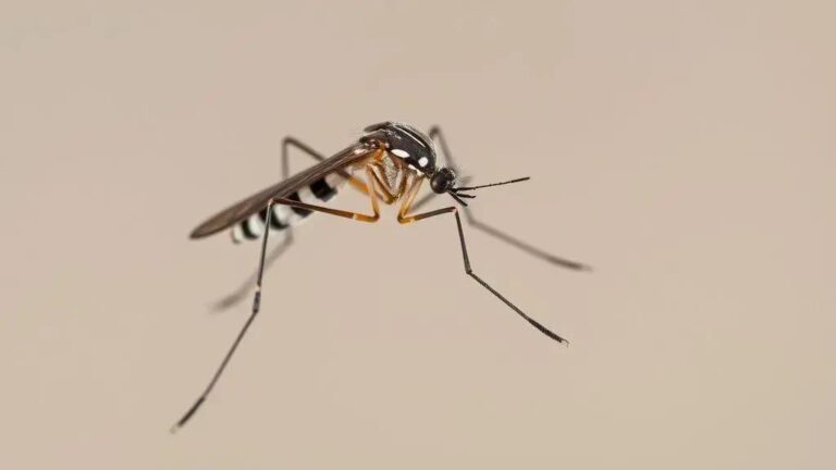 Chikungunya: O surgimento inesperado em Long Island e suas implicações 2 Chikungunya: O surgimento inesperado em Long Island e suas implicações