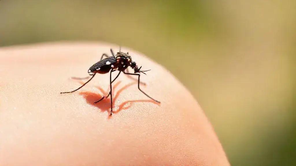 Como Identificar a Picada do Mosquito da Dengue e suas Reações