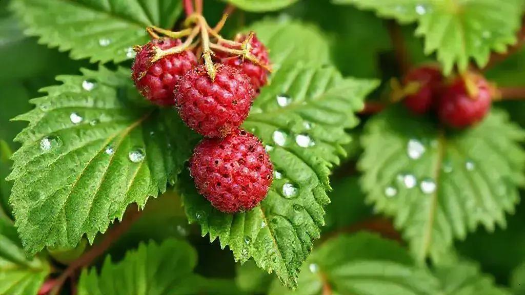 Como o chá de folha de amora pode equilibrar hormônios e ajudar seu metabolismo