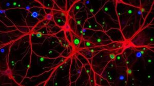 Como os macrófagos atuam na regeneração nervosa e neuropatias