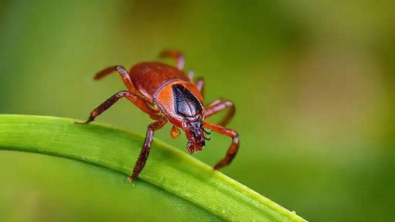 Tragédia causada pela síndrome alfa gal: piloto morre após reação alérgica 8 Tragédia causada pela síndrome alfa gal: piloto morre após reação alérgica