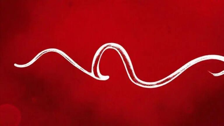 Vírus de Marburg: Sintomas, Transmissão e Importância do Tratamento 10 Vírus de Marburg: Sintomas, Transmissão e Importância do Tratamento