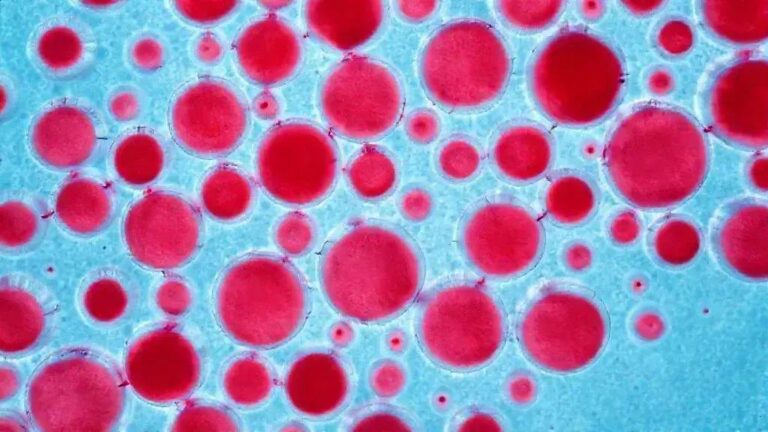 Brasil é o primeiro país da América do Sul a eliminar transmissão vertical do HIV