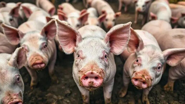 Investigação na Catalunha sobre o Vazamento da Peste Suína Africana