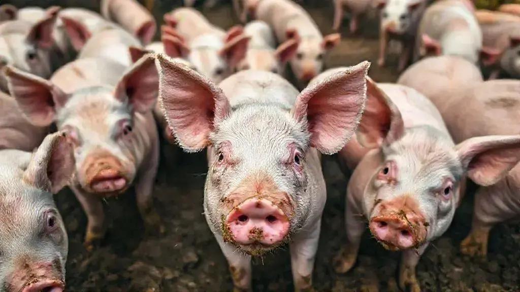 Investigação na Catalunha sobre o Vazamento da Peste Suína Africana