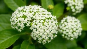 Os Benefícios do Chá de Sabugueiro para a Saúde Respiratória