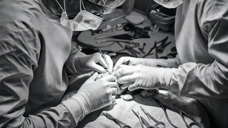 Transplante de rim e o risco de transmissão do vírus da raiva