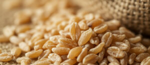 Gérmen de Trigo (com)