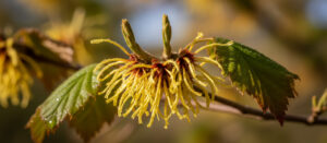 Hamamélis