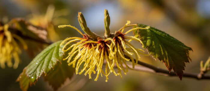 Hamamélis