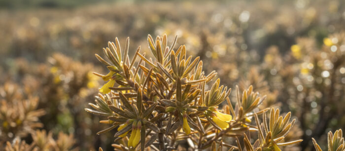 Honeybush 1 Honeybush