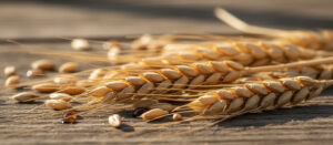 Hordeum (Extrato de Cevada)