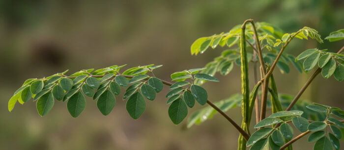 Moringa 1 Moringa