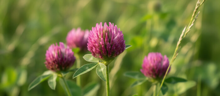 Red Clover (Trevo Vermelho com)