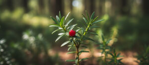 Ruscus