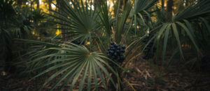 Saw Palmetto