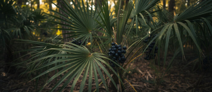 Saw Palmetto