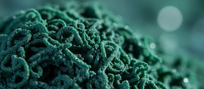 Spirulina