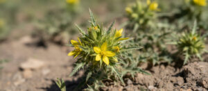 Tribulus Terrestris