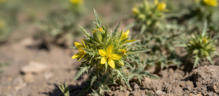 Tribulus Terrestris 1 Tribulus Terrestris