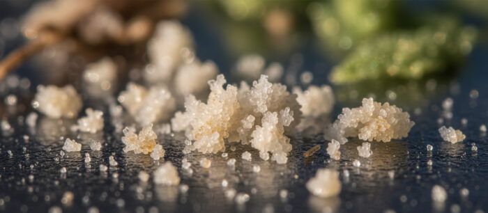 Ursólico (Ácido Ursólico) 1 Ursólico (Ácido Ursólico)