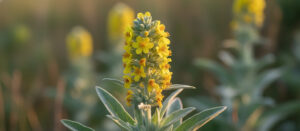 Verbascum