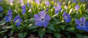 Vinca
