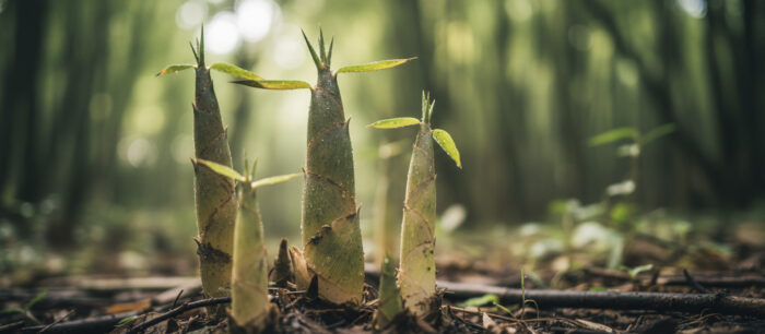Young Bamboo (Broto de Bambu com)