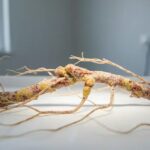 Hanseníase: Aumento de casos e os desafios no Brasil em 2026