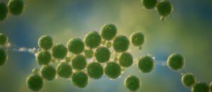 Alga Chlorella