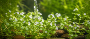 Bacopa