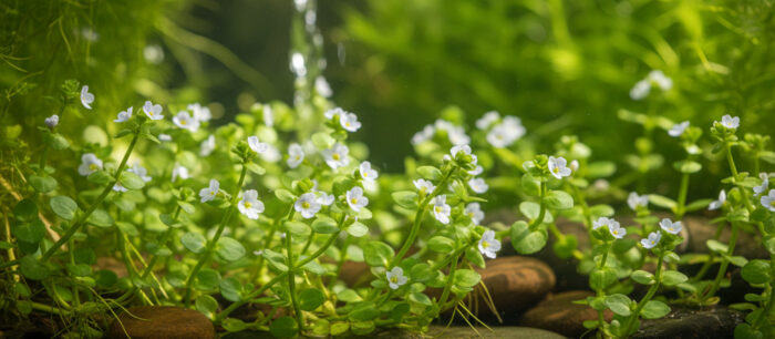 Bacopa