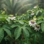 Como o maracujá e outros calmantes naturais podem ajudar na ansiedade