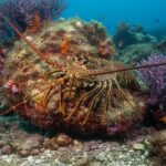 Estudo revela que lagostas podem sentir dor: entenda os impactos