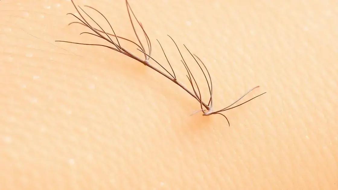 Estudo revela que pelos da pele ajudam a detectar coceira 1 Estudo revela que pelos da pele ajudam a detectar coceira