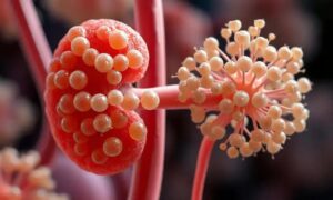 Entenda a Importância do Glomérulo Renal para a Saúde